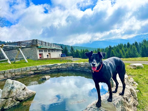 Martina- petsitter Hradec Králové nebo Páníček pro psi kočky