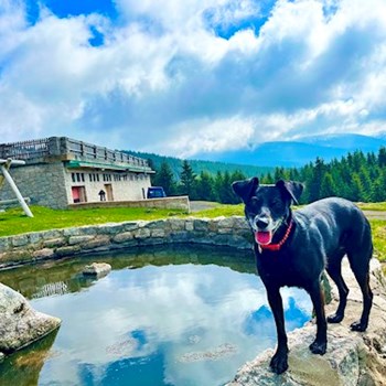 thumbnail petsitter Hradec Králové nebo páníček pro psi kočky