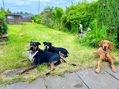Martina- petsitter Hradec Králové nebo Páníček pro psi kočky