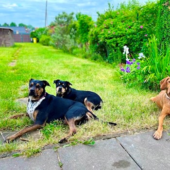 thumbnail petsitter Hradec Králové nebo páníček pro psi kočky