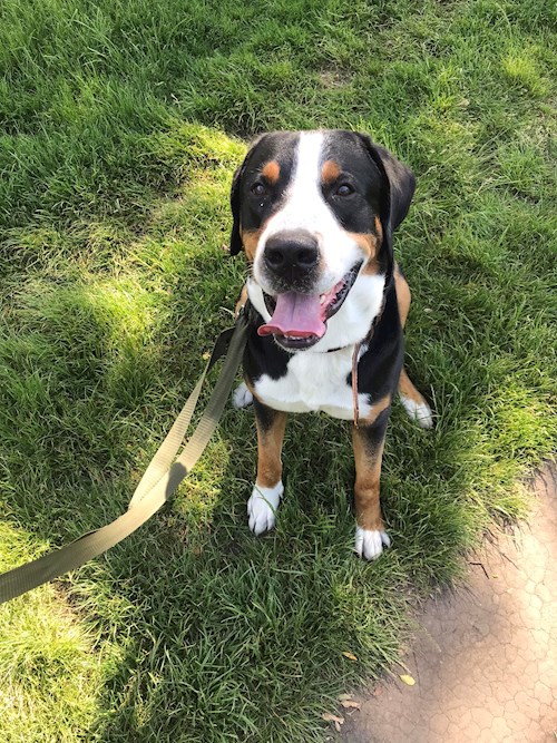 Kristína- petsitter Praha nebo Páníček pro psi kočky