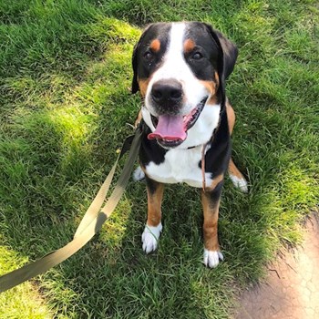 thumbnail petsitter Praha nebo páníček pro psi kočky