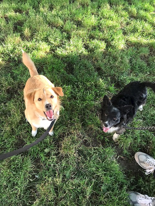 Kristína- petsitter Praha nebo Páníček pro psi kočky