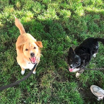 thumbnail petsitter Praha nebo páníček pro psi kočky