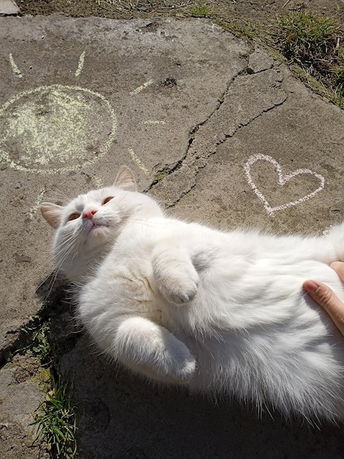 Kateřina- petsitter Kladruby nad Labem nebo Páníček pro kočky