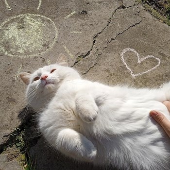 thumbnail petsitter Kladruby nad Labem nebo páníček pro kočky