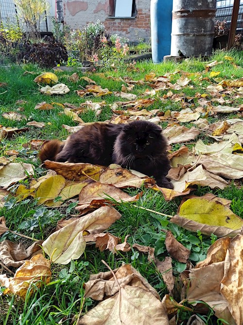 Kateřina- petsitter Kladruby nad Labem nebo Páníček pro kočky