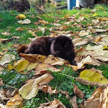 thumbnail petsitter Kladruby nad Labem nebo páníček pro kočky