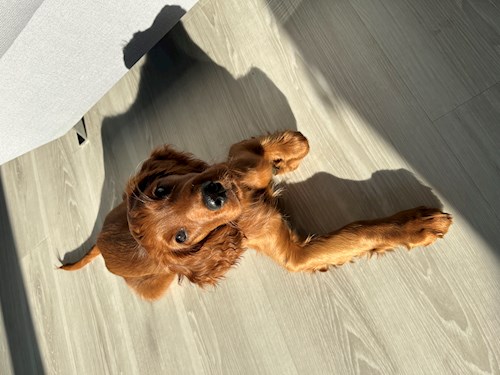 Lucie- petsitter Bernartice nebo Páníček pro psi kočky