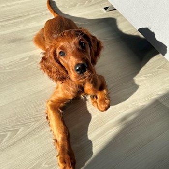 thumbnail petsitter Bernartice nebo páníček pro psi kočky