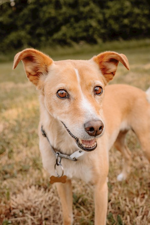Lucie- petsitter Bernartice nebo Páníček pro psi kočky