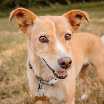 thumbnail petsitter Bernartice nebo páníček pro psi kočky