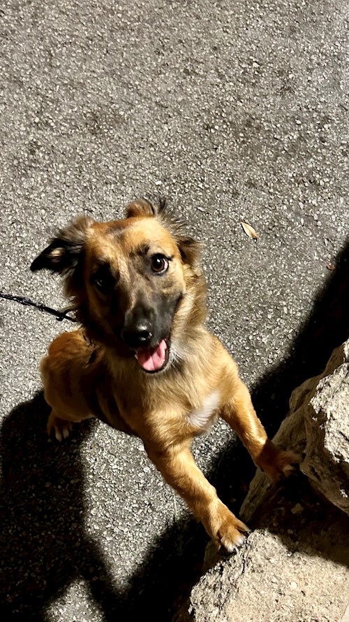 Nikola- petsitter Praha nebo Páníček pro psi kočky