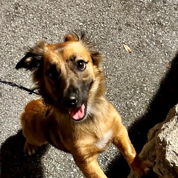 thumbnail petsitter Praha nebo páníček pro psi kočky