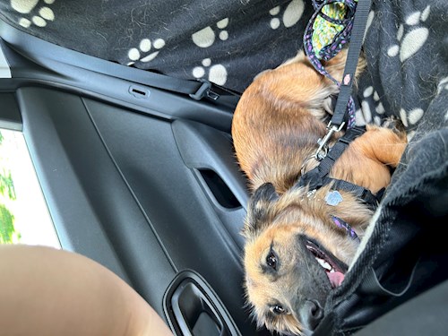 Nikola- petsitter Praha nebo Páníček pro psi kočky