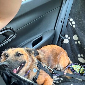 thumbnail petsitter Praha nebo páníček pro psi kočky