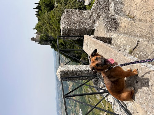 Nikola- petsitter Praha nebo Páníček pro psi kočky