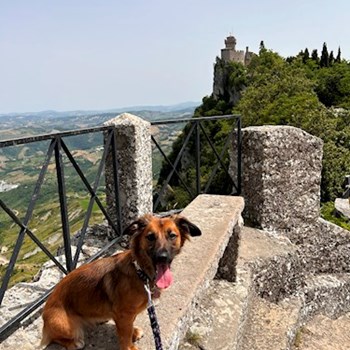 thumbnail petsitter Praha nebo páníček pro psi kočky