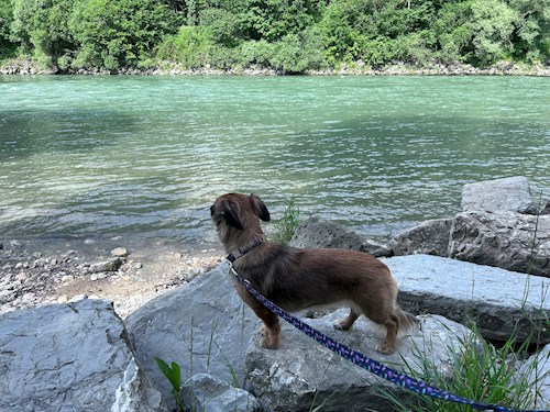 Nikola- petsitter Praha nebo Páníček pro psi kočky