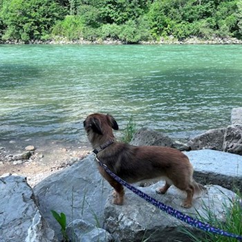 thumbnail petsitter Praha nebo páníček pro psi kočky