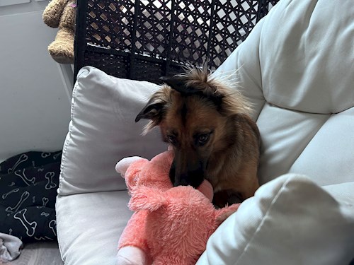 Nikola- petsitter Praha nebo Páníček pro psi kočky