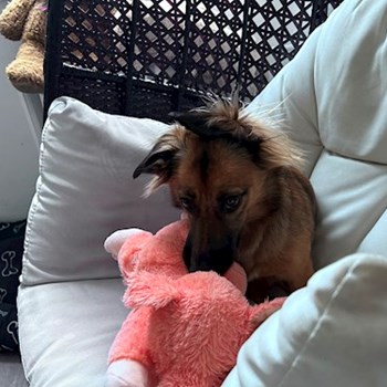 thumbnail petsitter Praha nebo páníček pro psi kočky