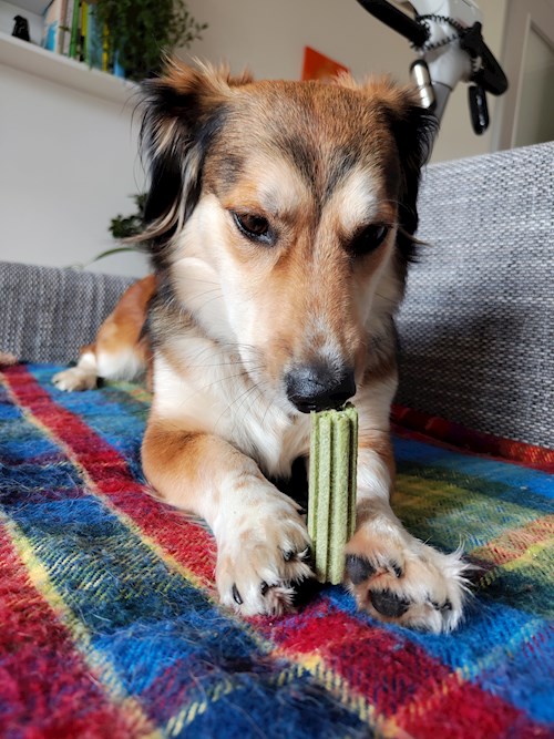 Alžběta- petsitter Praha 6 nebo Páníček pro