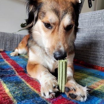 thumbnail petsitter Praha 6 nebo páníček pro