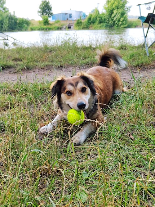 Alžběta- petsitter Praha 6 nebo Páníček pro