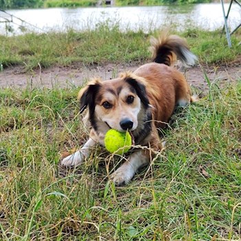 thumbnail petsitter Praha 6 nebo páníček pro