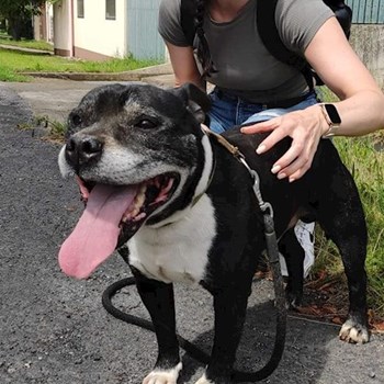 thumbnail petsitter Praha 6 nebo páníček pro