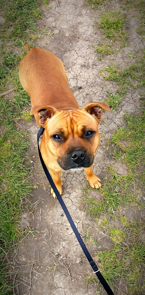 Alžběta- petsitter Praha 6 nebo Páníček pro