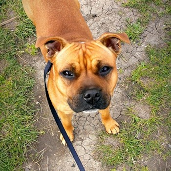 thumbnail petsitter Praha 6 nebo páníček pro