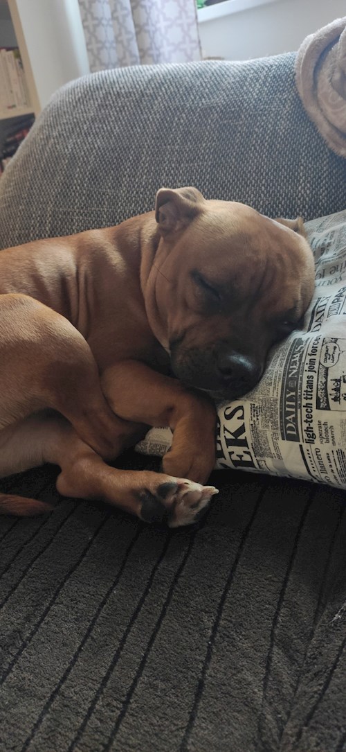 Alžběta- petsitter Praha 6 nebo Páníček pro