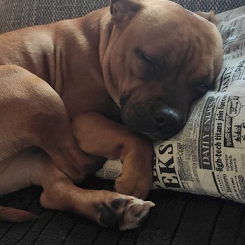 thumbnail petsitter Praha 6 nebo páníček pro