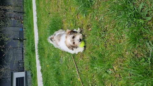 Daria- petsitter Praha 7 nebo Páníček pro psi kočky