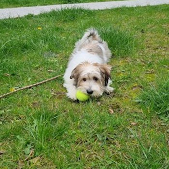 thumbnail petsitter Praha 7 nebo páníček pro psi kočky