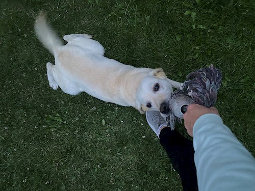 Tereza- petsitter Tábor or Pet nanny for dogs cats