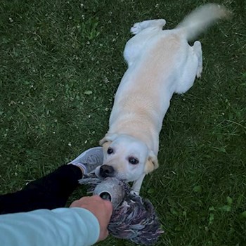 thumbnail petsitter Tábor or pet nanny for dogs cats