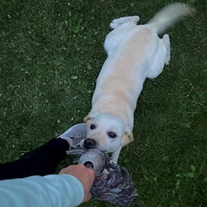 petsitter Tábor or Pet nanny for Dogs Cats