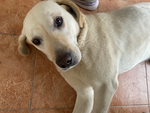 Tereza- petsitter Tábor or Pet nanny for dogs cats