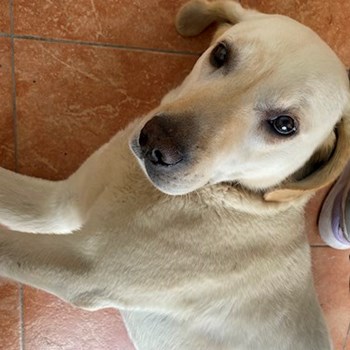 thumbnail petsitter Tábor or pet nanny for dogs cats