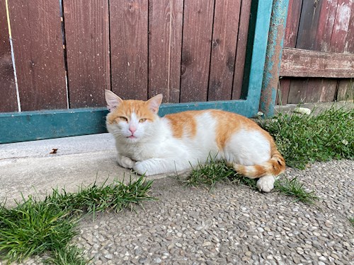 Tereza- petsitter Tábor or Pet nanny for dogs cats