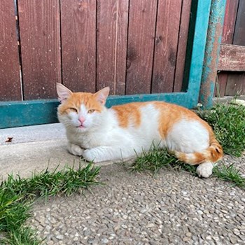 thumbnail petsitter Tábor or pet nanny for dogs cats