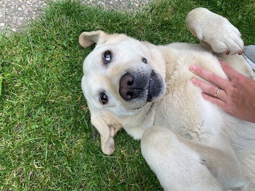 Tereza- petsitter Tábor or Pet nanny for dogs cats