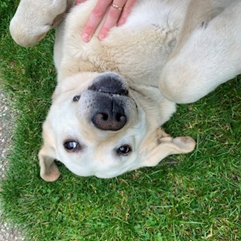 thumbnail petsitter Tábor or pet nanny for dogs cats