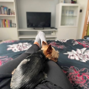 thumbnail petsitter Prague or pet nanny for dogs cats