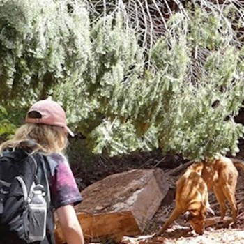 thumbnail petsitter Prague or pet nanny for dogs cats