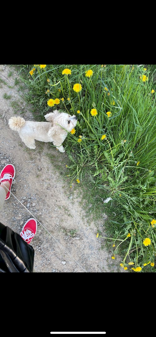 Michaela- petsitter Prague or Pet nanny for dogs cats