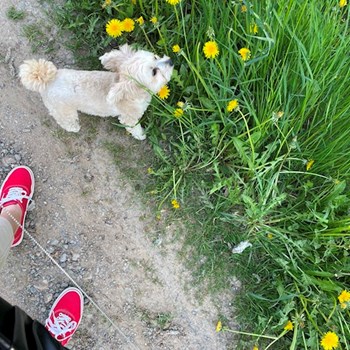 thumbnail petsitter Prague or pet nanny for dogs cats